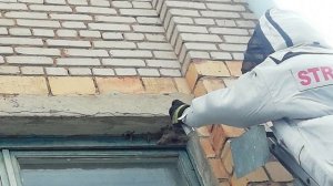 Шершни и осы – весьма неоднозначные соседи человека