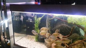 Пираньи Наттерера едят скалярию +18