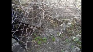 Первые листья на деревьях (2023)