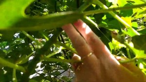 Укоренение ЗЕЛЁНЫХ черенков инжира.Rooting of GREEN fig cuttings.