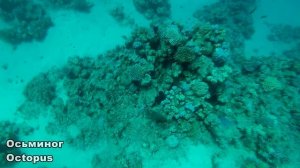 Красное море  Обитатели коралловых рифов