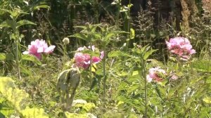 Поджоги, воровство и закладки: о проблемах дачников из садоводческого товарищества «Металлург-1»