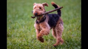 Порода эрдельтерьер (выбираем собаку)