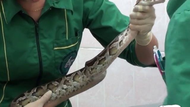 Ветеринарная клиника Ленинградского зоопарка смотреть онлайн