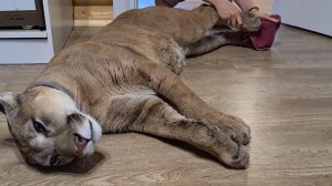 Отцы и дети. Разговор с пумой Месси по душам.