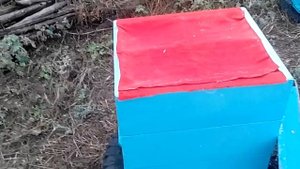 Зимовка запасных маток