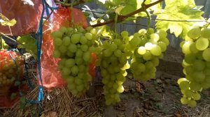 Виноград Елизавета селекции Вишневецкого