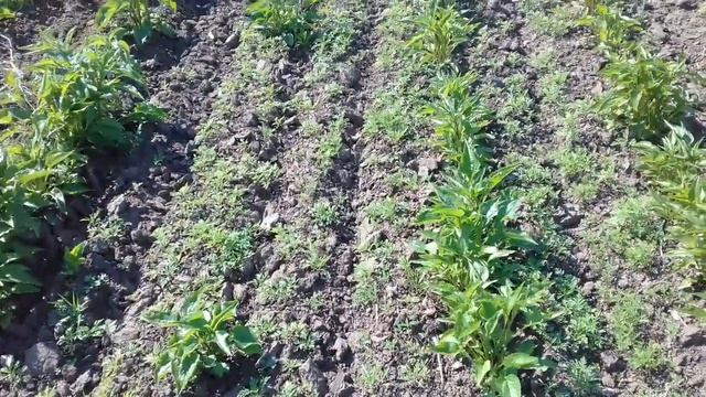 Лекарственные травы эхинацея корень эхинацеи Echinacea Root