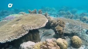 Морская / Пластик и море. Убиваем ли мы самих себя? / 22.08.24