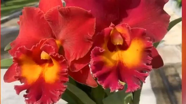 Cattleya Siam Red Rlc.Siam Red смотреть онлайн