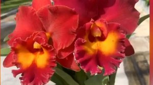 Cattleya Siam Red Rlc.Siam Red