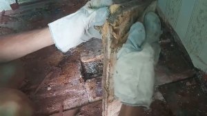 Сорвали полы, а там ПЛЕСЕНЬ. Гнилые полы!