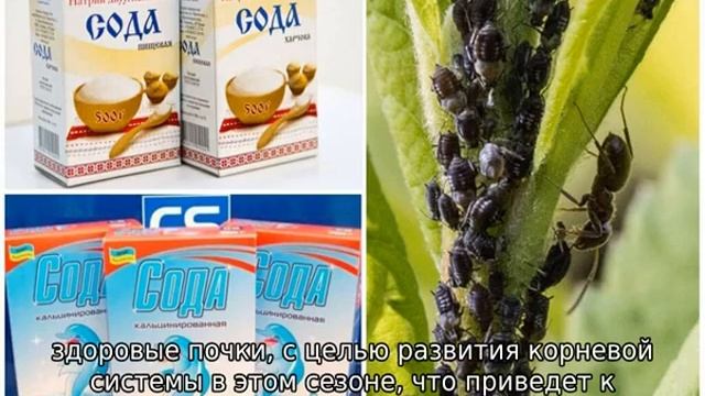 Обрезка красной смородины весной