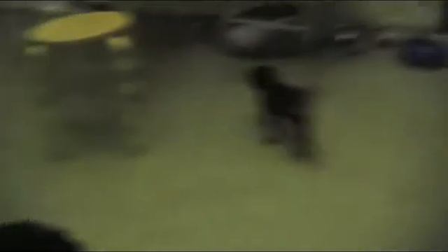 Гриффон смотреть онлайн