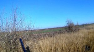 Классическая охота на фазана с курцхааром Тина.