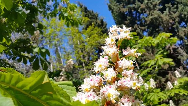 Цветение каштана и глицинии, в парке Курортного городка... смотреть онлайн