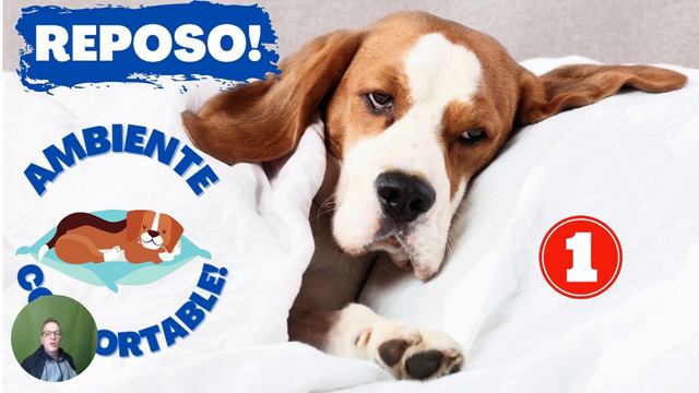 🛑Mi Perro está Resfriado que le puedo dar ⏩Aprende un Tratamiento en ( 3 ) PASOS смотреть онлайн