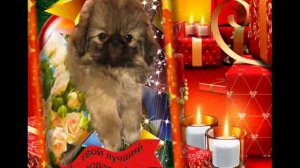 пекинес Миникроха.wmv