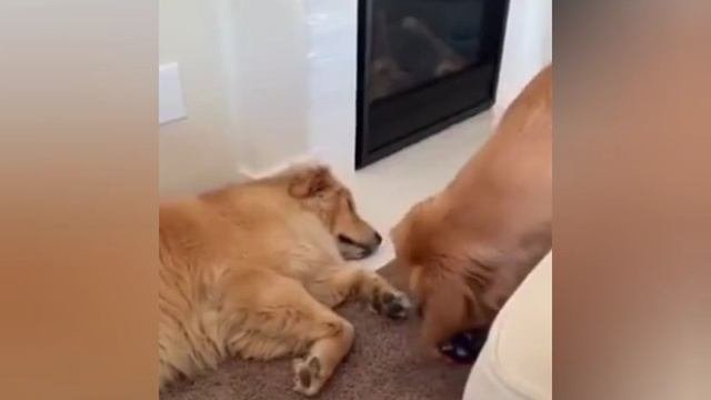 Прикольные забавные видео, выпуск 5