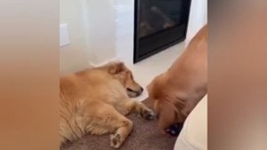 Прикольные забавные видео, выпуск 5