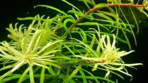Людвигия Кубинская (Ludwigia inclinata var. verticillata "Cuba")