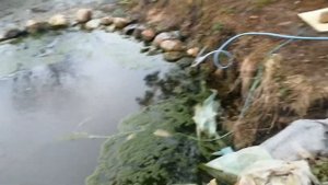 погиб весь толстолобик в пруду