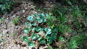 Копытень, растение