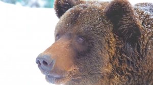Разговоры о важном 3-4 класс. От поколения к поколению