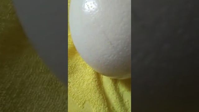 обзор страусиного яйца №1 смотреть онлайн