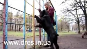 Почему собака плохо ест - причины, как исправить