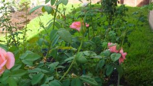 Liv Tyler rose by Meilland  in 1st year August blooms