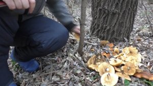 Грибалка-рыбалка в конце Ноября!