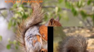 "Лесные зверята весной"