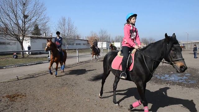Конно-спортивная школа в Заводском смотреть онлайн