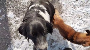 Попрощалась с Борисом/Дана соскучилась/НАТАЛИЯ БОС