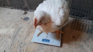 Кобб 500 Чехия 28 дней