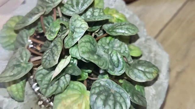 пеперомии летом 2022 смотреть онлайн