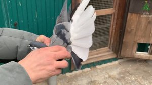 Николаевские голуби Филатова Вячеслава. Декабрь 2021. тел 8 (927) 689-92-89 г.Самара