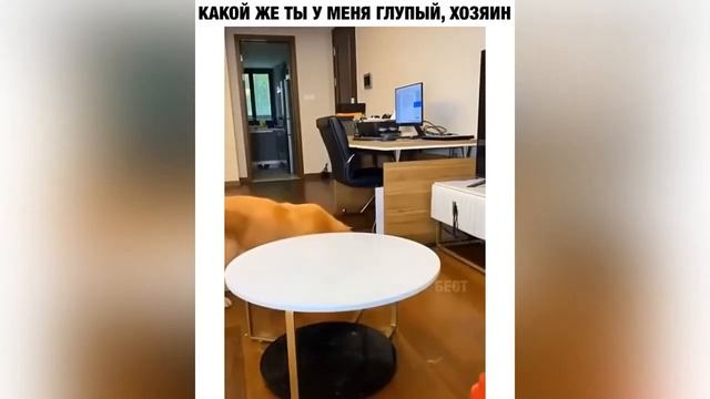 СЛЁЗЫ ДО СМЕХАЛУЧШИЕ ИЗ ЛУЧШИХВЫСШИЙ СОРТ ЮМОРА ВО ВСЕЙ ФРАНЦИИСМОТРЕТЬ ОТ НАЧАЛА. Преколдесы 1