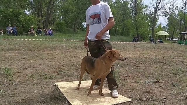 Волгоградская выставка собак охотничьих пород военного общества охотников.2019г. смотреть онлайн