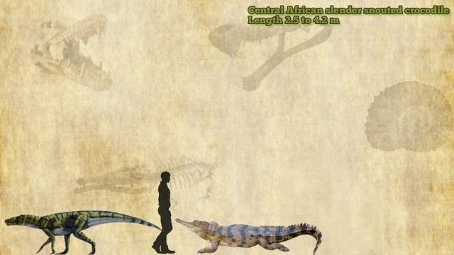 CROCODILIANS - Size Comparison, Crocodiles, Alligators, Caimans & Gharial.