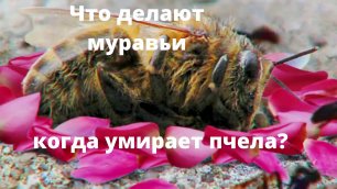 Что Делают Муравьи, Когда Умирает Пчела?