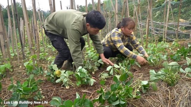 Growing strawberries in the garden, Harvesting dong leaves to sell, Luu Linh Buiding New Life