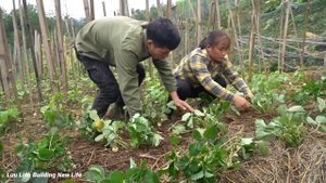 Growing strawberries in the garden, Harvesting dong leaves to sell, Luu Linh Buiding New Life