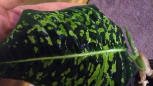 Виды и сорта Диффенбахии для комнатного выращивания.