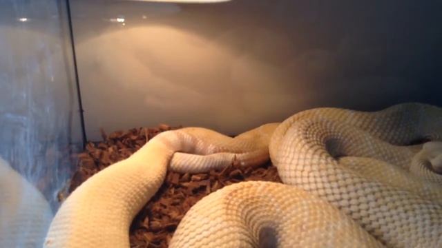 Спаривание атроксов! смотреть онлайн