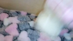 Мягкие игрушки!!!!!!!!