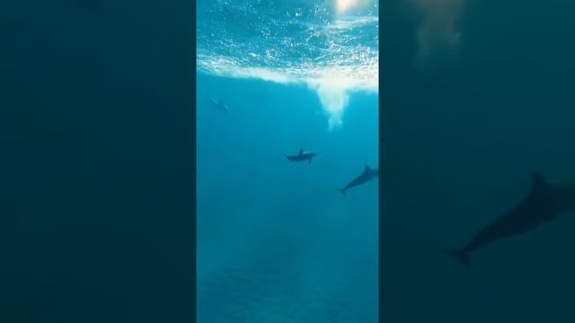 Дельфины выпрыгивают из воды смотреть онлайн