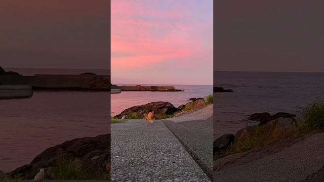 добрые рыжие котики в Крыму на берегу моря