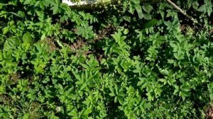 Осторожно! Железный купорос. Ошибки применения по листьям .9 июля 2022 г.